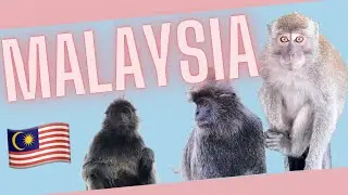 FIREFLIES, MONKEYS and surprises in Malaysia