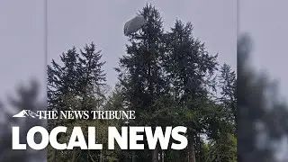 Stranded Parachutist Rescued From Tree In Lakewood