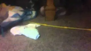 the cat v.s the mouse Part 3!
