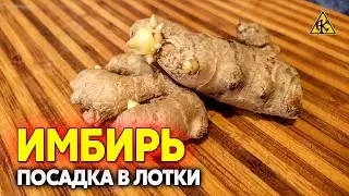 How to plant ginger at home, growing on a windowsill in trays