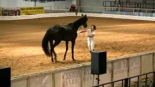 Вороная кобыла Орбита III