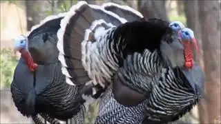 В гостях у бабушки