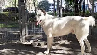 23.07.24 алабай Булат и малинуа