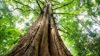 A Program That is Needed to Help Stop Global Warming   Tree Planting