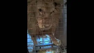 Lionssss