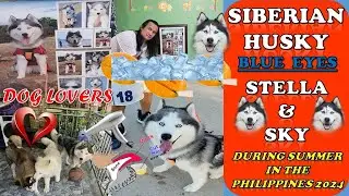 DOG Lover's : Stella & Sky during the Summer in the Philippines ''Siberian Husky''