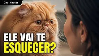 Em quanto TEMPO o GATO ESQUECE o antigo dono? - Gatil Hauser