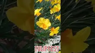 Srinagar Tulip Garden Fest  Asia's largest tulip Garden #kashmir #tulipgardenkashmir