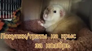 Покупки/траты на крыс за ноябрь. #моилюбимки #листиккексикмишутка #животные #твимз #крысы #rats