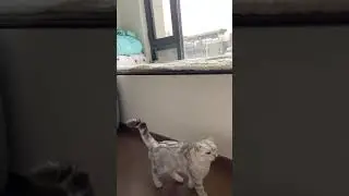 mau lompatt