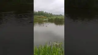 Жаль нет ружья....