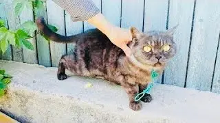 Хозяева держали запуганную кошку на цепи, она заплакала, когда её наконец освободили