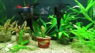 Artemia: Purchase, preparation, washing, feeding the fry