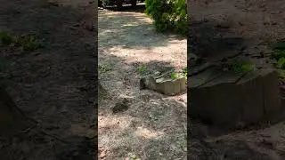 🦔 Un RICCIO quasi domestico... 🤎 #riccio #hedgehog #countryside #campagna