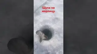 щука в конце февраля.