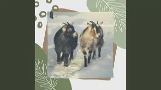 Cuddly (Relaxing Rituals)