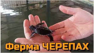 ЭКСКЛЮЗИВ! ЭКСКУРСИЯ НА ФЕРМУ ЧЕРЕПАХ