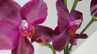 Location with ORCHIDS in MY SON'S ROOM 🥳 I check the ROOTS, find FLOWER STEMS