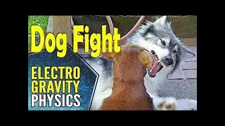 Dog-fight:  Who wins - Wolf or Labrador Puppy?