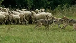 Туман 😳 Волки загрызли Овцу.