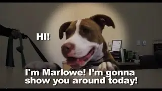A Dog's Eye View of Pasadena Humane Society & SPCA