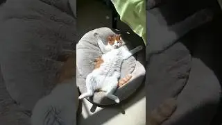 Даже котикам жарко от погоды и от горячих скидок в Томико #детскаяодеждаоптом #опт #турция #кот