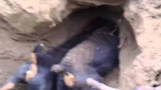 jagdterrier vs fox