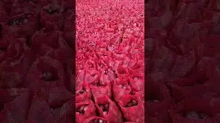 onion from nashik