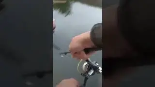 Поклёвка голавля на ультралайт!!!