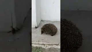 Лесной гость