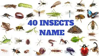 Insects Name | 40 Insects Name in English | Name of Insects With Pictures.