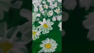 🌼ромашковое поле 