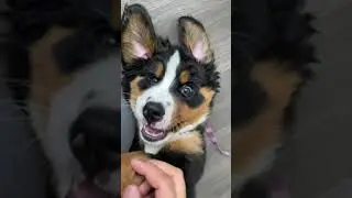 Bernese Mountain Dog Puppy Wants To Play Instead of Eat