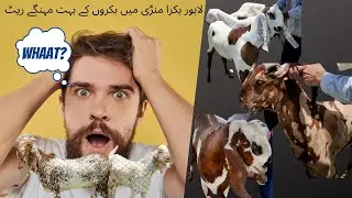 pine avenue lahore mandi bakra k sooday men high rates/2022 eid ul adha bakra mandi lahore pakistan