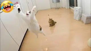 Cats and Dogs Moments😹 | 🤣Best Funny Animals Video 2026