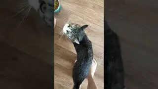 КАК МЯТОЧКА ВСТРЕЧАЕТ ХОЗЯКУ?🥺
