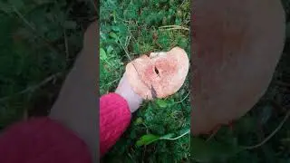 Сентябрь богат грибами. грибов видимо-не видимо. Рыжики, рядовки.