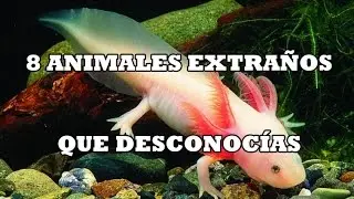 8 ANIMALES EXTRAÑOS QUE NO CONOCÍAS