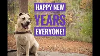 A Staffy’s year in the life