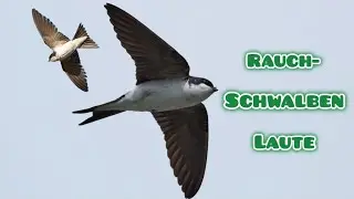 Rauchschwalben Laute #tierlaute #tiergeräusche #lovenature