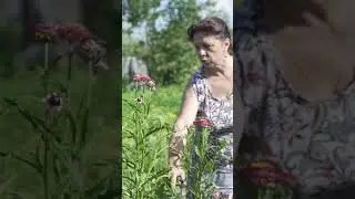 Пышный гелихризум - легко