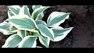 Листья хосты Блу Айвори (лат. hosta Blue Ivory) #hosta #BlueIvory #хостаБлуАйворилистья