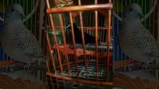 Penampakan Burung Perkutut Raja.. Perkutut Hitam Pekat.. Super langka
