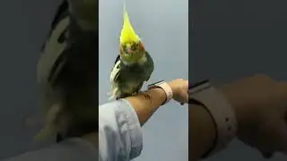 Попугай корелла на чиле