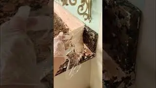Effortless Paint Removal  