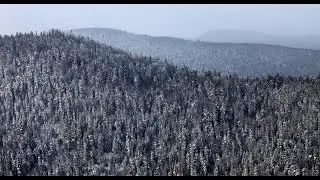 В тайгу с Павлом Фоменко. №1. Чудо-хвощ