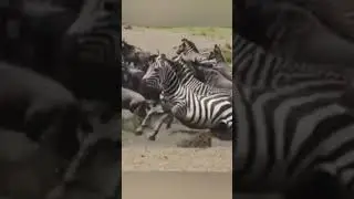What's wrong with them....?? #youtubeshorts #wildlife #trendingshorts #subscribe