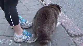 Енот вышел на прогулку в Питере