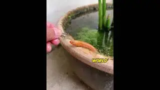 Caught a rare eel in a plant pot! Rainbow eel refused to eat pregnant shrimp!😭❤️#