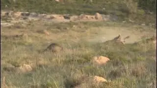 Expensive Buffalo Hunt
